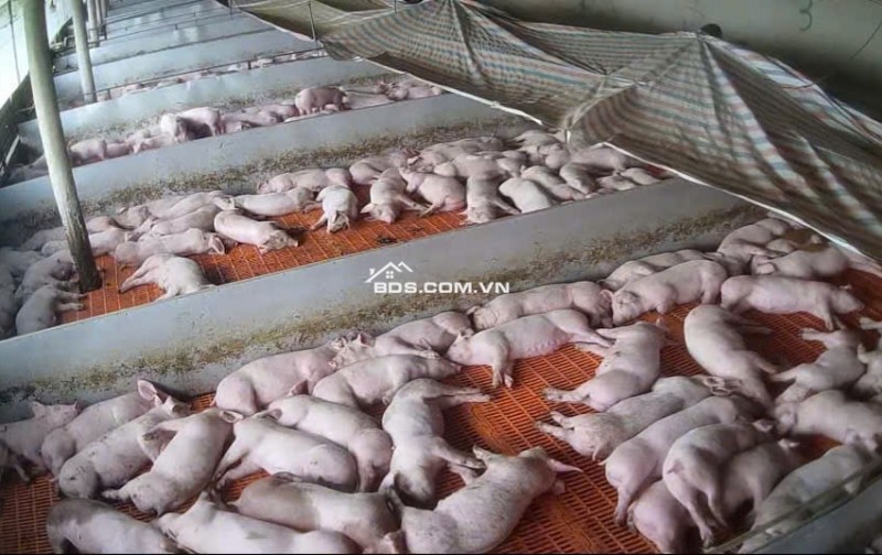 CẦN BÁN VƯỜN CÀ PHÊ + TRẠI HEO+ TRẠI GÀ TỔNG 9 ha - Xã Phúc Thọ, huyện Lâm Hà, tỉnh Lâm Đồng