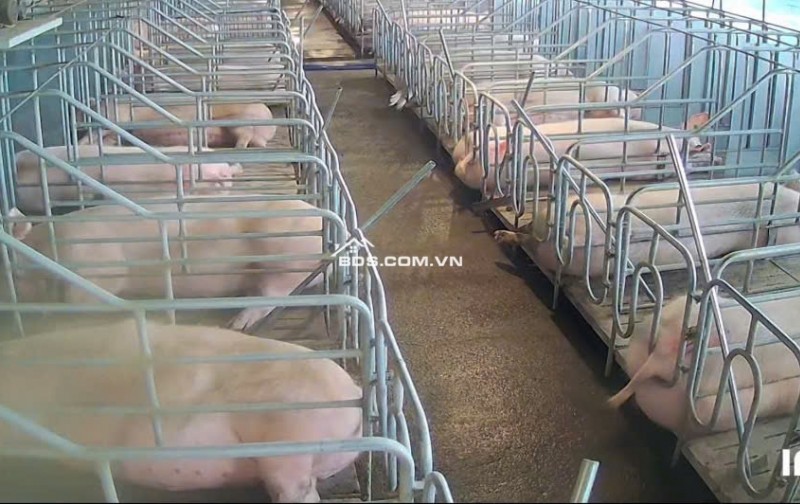 CẦN BÁN VƯỜN CÀ PHÊ + TRẠI HEO+ TRẠI GÀ TỔNG 9 ha - Xã Phúc Thọ, huyện Lâm Hà, tỉnh Lâm Đồng