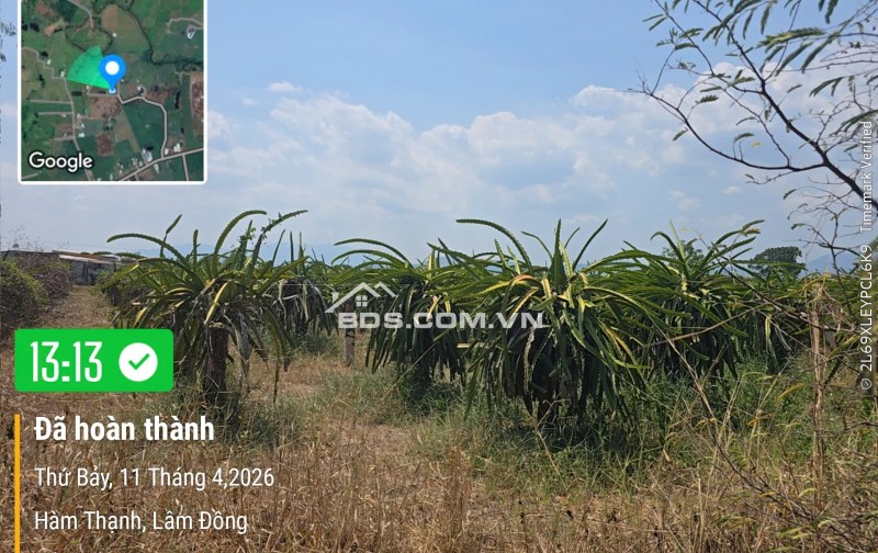 0941699926 LÔ GÓC 3 MẶT TIỀN ĐƯỜNG NHÀ VƯỜN NGHỈ DƯỠNG CÓ DÒNG TIỀN TỪ NÔNG TRẠI
