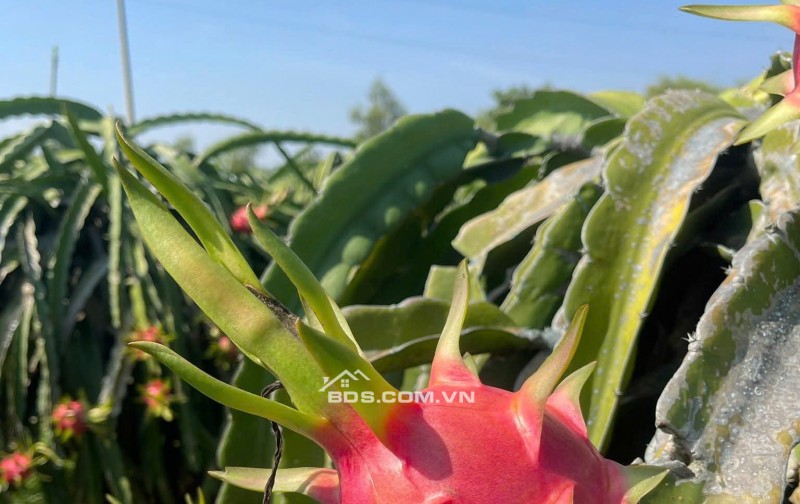 0941699926 LÔ GÓC 3 MẶT TIỀN ĐƯỜNG NHÀ VƯỜN NGHỈ DƯỠNG CÓ DÒNG TIỀN TỪ NÔNG TRẠI