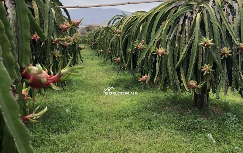 0941699926 LÔ GÓC 3 MẶT TIỀN ĐƯỜNG NHÀ VƯỜN NGHỈ DƯỠNG CÓ DÒNG TIỀN TỪ NÔNG TRẠI