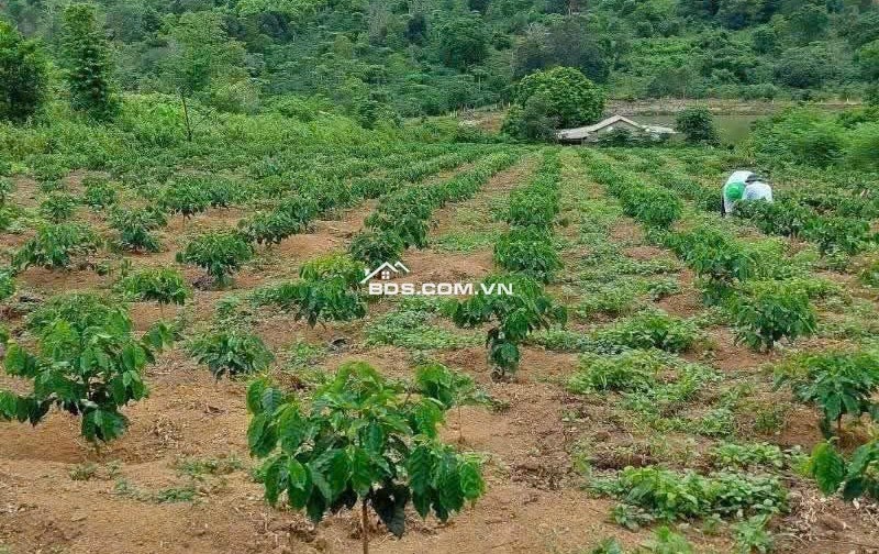Ngay mặt tiền **Tô Hiến Thành, Đăk Hà, TP. Kon Tum** đây cả nhà ơi!