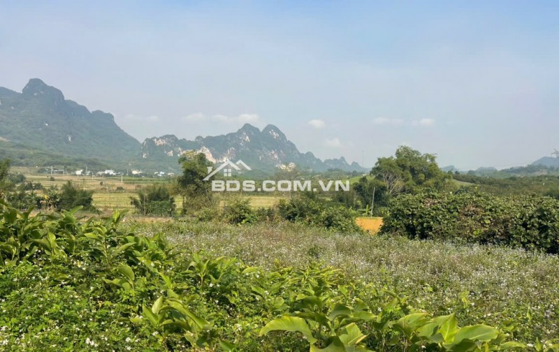 Đất Cao Phong Giá SỐC Chỉ Dưới 1 Triệu/m² Sở Hữu 6000m² View Cánh Đồng cách QL6 chưa đến 1km