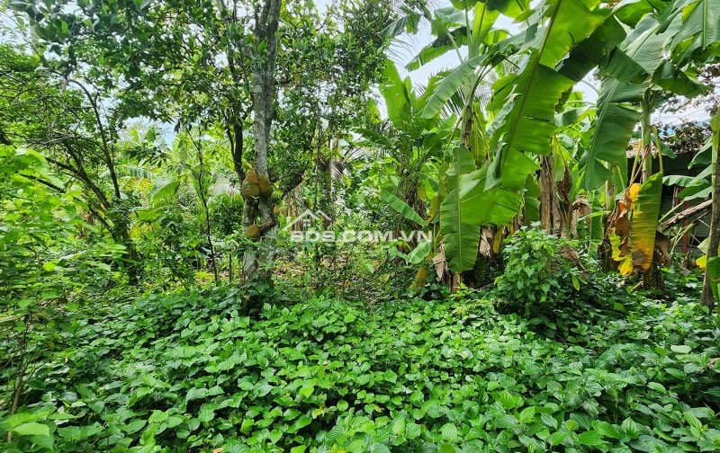 Bán nhà, đất mặt tiền đường Nguyễn Văn Bứa, xã Bà Điểm. Diện tích 1079,5m² có 247,6m² thổ