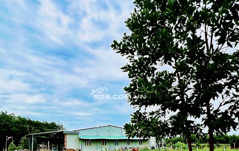 ĐẤT TP.HCM MẶT NHỰA TH.CƯ - S.HỒNG -NGAY Q.LỘ DT 3 LÔ 675m2 NGAY CHỢ GIÁ CHỈ 250TR
