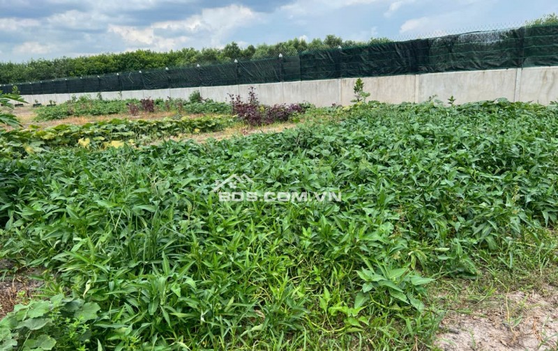 Đất bán ngang 23m x dài 133m diện tích 3,044.60 m2,khu phố Lộc Vĩnh, Phường An Tịnh, Thị xã Trảng Bàng ( cũ), Tỉnh Tây Ninh