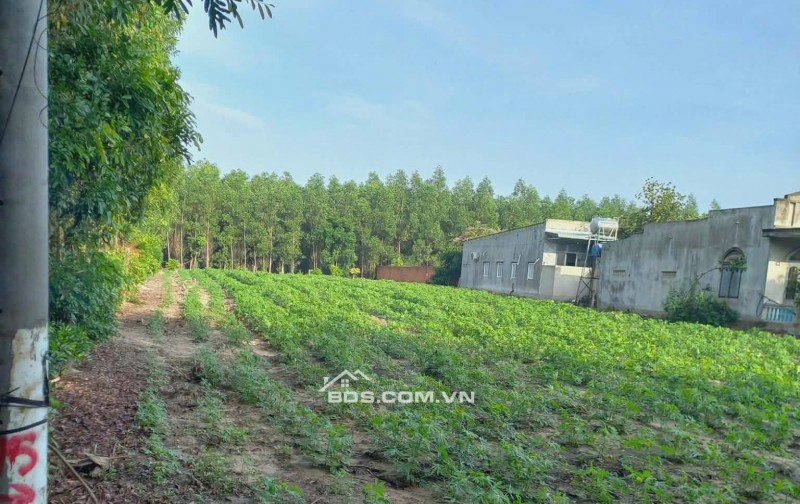 CHÍNH CHỦ CẦN BÁN LÔ ĐẤT THỔ CƯ 1976m2 ĐẦU TƯ SINH LỜI