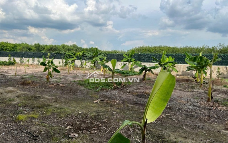 Đất bán ngang 23m x dài 133m diện tích 3,044.60 m2,khu phố Lộc Vĩnh, Phường An Tịnh, Thị xã Trảng Bàng ( cũ), Tỉnh Tây Ninh