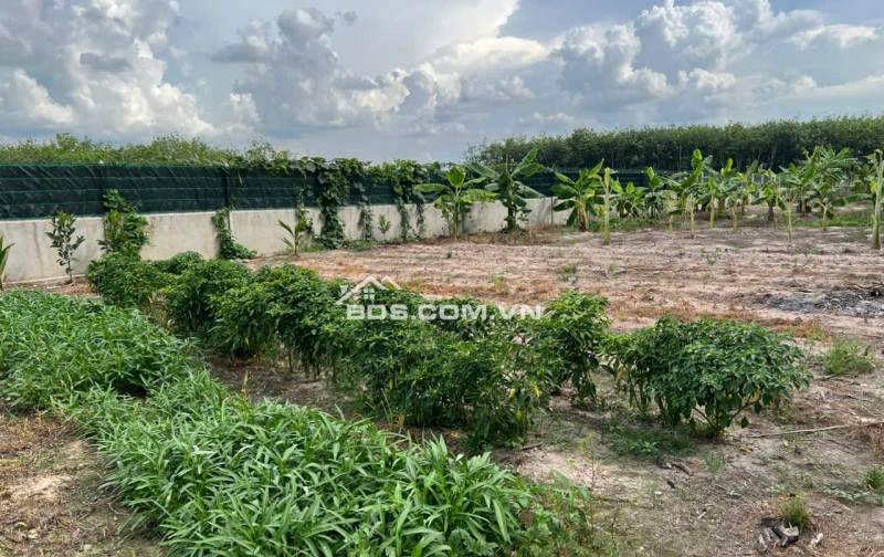 Đất bán ngang 23m x dài 133m diện tích 3,044.60 m2,khu phố Lộc Vĩnh, Phường An Tịnh, Thị xã Trảng Bàng ( cũ), Tỉnh Tây Ninh