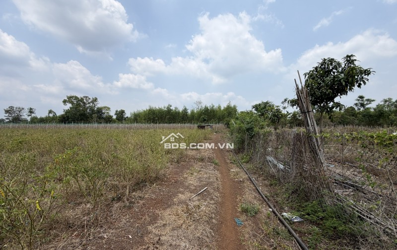 BÁN ĐẤT THỔ CƯ CỦ CHI – 1308m² SÁT TỈNH LỘ 822 – GIÁ CHỈ 10 TR/M²