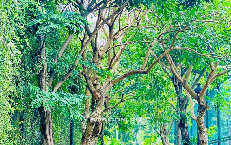  LIỀN KỀ CEOHOMES HANA GARDEN – KHÔNG GIAN SỐNG ĐA NĂNG, KHAI THÁC LINH HOẠT