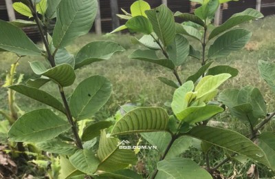 CẦN BÁN 2253M2 ĐẤT TRỒNG CÂY TẠI ĐỒNG NAI, SHR, CHỈ 3.6 TỶ. LH:0902878512.