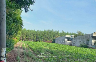 CHÍNH CHỦ CẦN BÁN LÔ ĐẤT THỔ CƯ 1976m2 ĐẦU TƯ SINH LỜI