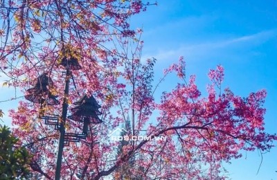 BÁN ĐẤT TÂN VĂN LÂM HÀ HƠN 5000M2 Ạ ĐẤT LỚN GIỜ KIẾM Ở ĐÂU