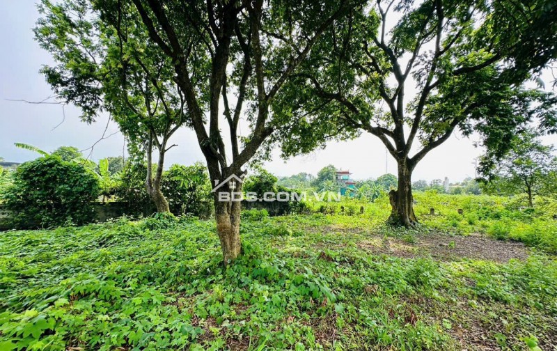 Săn đất nhà vườn giá tốt diện tích 502m² tại Lương Sơn không gian thoáng đẹp