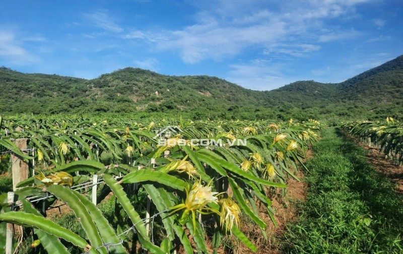 CHÍNH CHỦ BÁN VƯỜN CLN 17,7 Ha tại xã Phú Lạc, Bình Thuận (cũ)