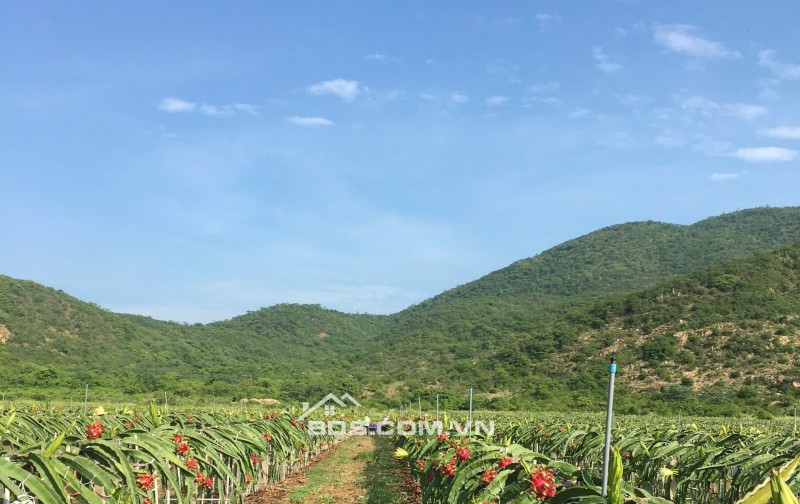 CHÍNH CHỦ BÁN VƯỜN CLN 17,7 Ha tại xã Phú Lạc, Bình Thuận (cũ)