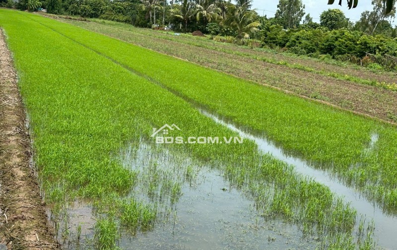 BÁN ĐẤT 3 CÔNG ĐẤT XÃ MỸ HOÀ HƯNG, TP LONG XUYÊN SHR CHỈ 750 TRIỆU. LH:0977226448