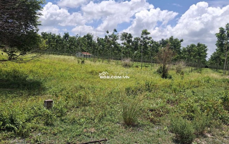 CHÍNH CHỦ CẦN BÁN LÔ ĐẤT NÔNG NGHIỆP 1011,8m2 TẠI CHÂU THÀNH - TÂY NINH