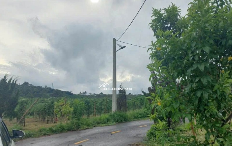 Ngộp tắt thở, 450 triệu cho 877m2 - Thôn 11, Lộc An, Bảo Lâm 2