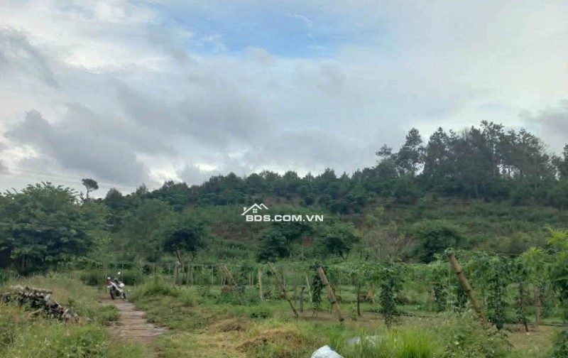 Ngộp tắt thở, 450 triệu cho 877m2 - Thôn 11, Lộc An, Bảo Lâm 2