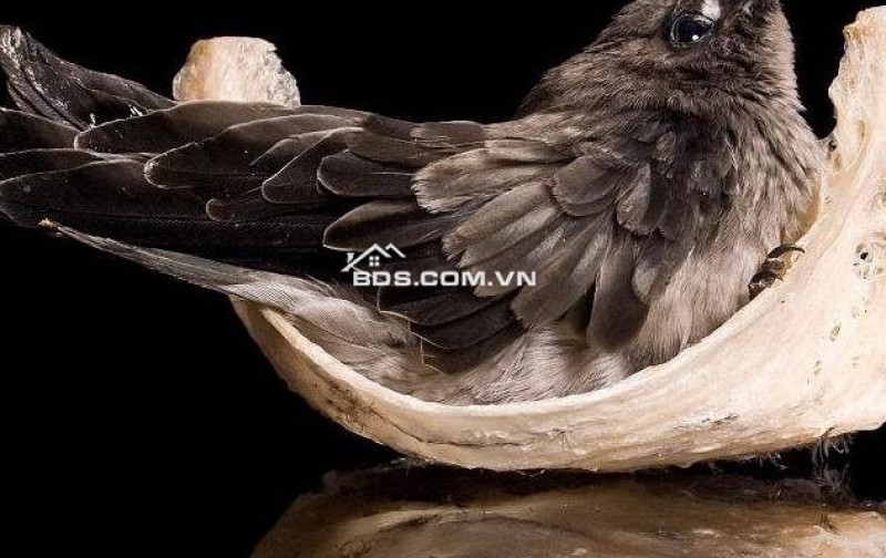 Đất lớn có nguồn thu nhập ổn định gần UBND Hiệp Phước Nhà Bè