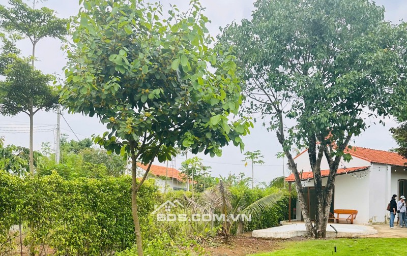 BÁN ĐẤT VƯỜN LONG TÂN - ĐÓN SÓNG CAO TỐC BIÊN HÒA VŨNG TÀU - CHỈ 3.5 TỶ