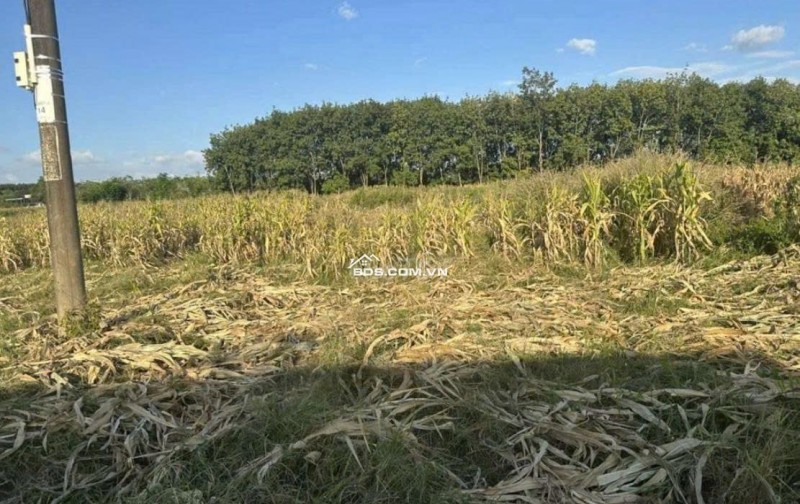 Bán đất tại Tân Thành, 5,2 tỷ, 1041 m2, mặt tiền 24,5m, ngõ 6m, giá ưu đãi, hot!