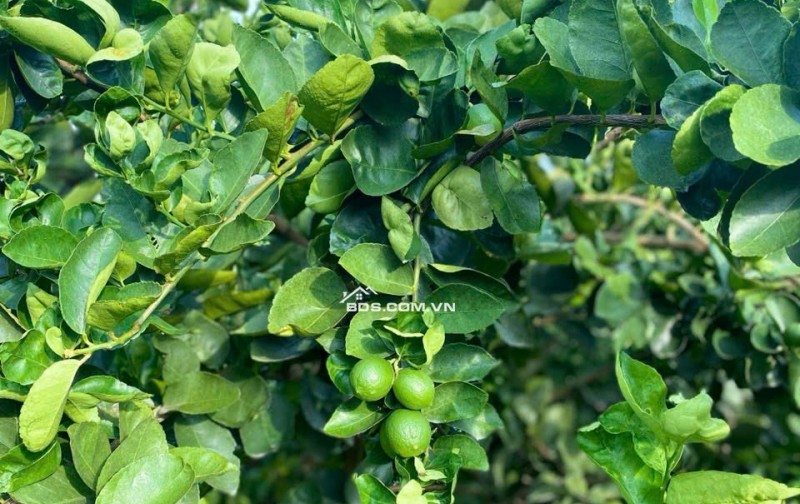 Bán đất dọc Sông Ray, Cẩm Mỹ, Đồng Nai_ Trên đất có dự án Nông Ngiệp