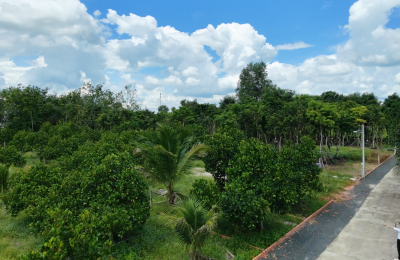Bán Đất Vườn Mít Gần Trung Tâm Hành Chính Chơn Thành
