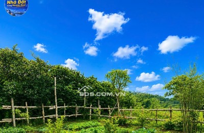 BÁN GẤP lô đất vườn tiềm năng tại Bình Chánh - Giải pháp lý tưởng cho xu hướng nhà lưu động và không gian thư giãn cuối tuần!