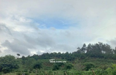 Ngộp tắt thở, 450 triệu cho 877m2 - Thôn 11, Lộc An, Bảo Lâm 2