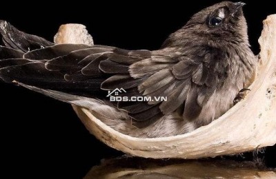 Đất lớn có nguồn thu nhập ổn định gần UBND Hiệp Phước Nhà Bè