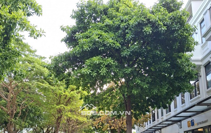 Bán biệt thự song lập La Vida Vũng Tàu sổ sẵn, giá rẻ phân khúc, chỉ 13,3 tỷ