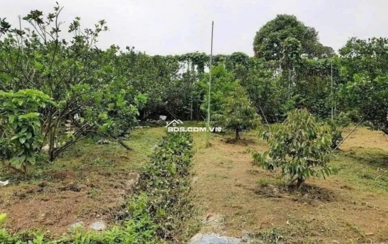 Cần bán đất vườn trái cây sẵn nhà cấp 4 ở Bình Dương, rộng 2500m2, thổ cư, giá rẻ 680tr