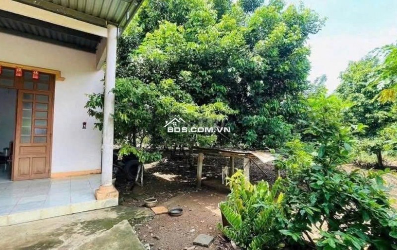 Cần bán đất vườn trái cây sẵn nhà cấp 4 ở Bình Dương, rộng 2500m2, thổ cư, giá rẻ 680tr