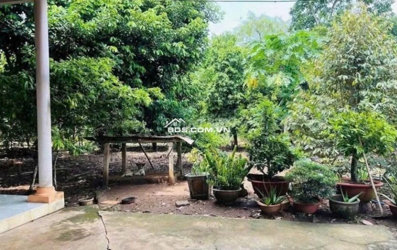 Cần bán đất vườn trái cây sẵn nhà cấp 4 ở Bình Dương, rộng 2500m2, thổ cư, giá rẻ 680tr