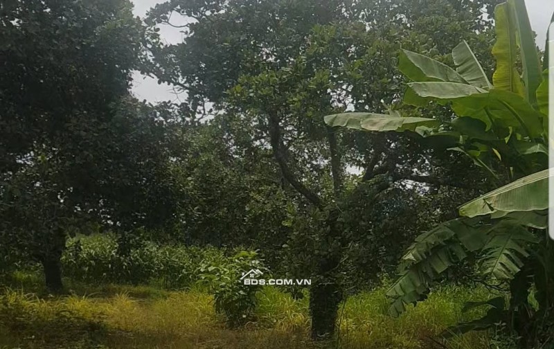 093303276 1.8 ha, tại quảng hiệp, cumgar, đường 6m, mặt tiền trước đất dài 200m, đường quy hoạch 8M 100tr/sào