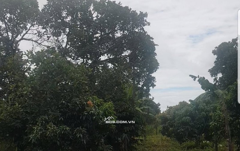 093303276 1.8 ha, tại quảng hiệp, cumgar, đường 6m, mặt tiền trước đất dài 200m, đường quy hoạch 8M 100tr/sào
