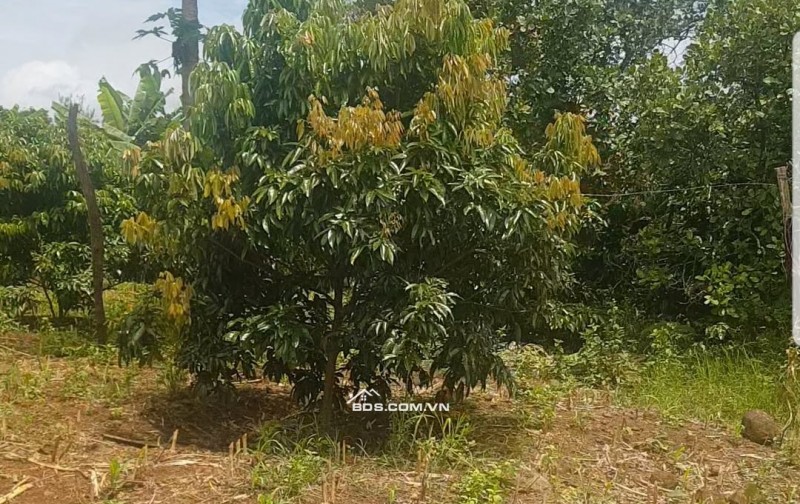 093303276 1.8 ha, tại quảng hiệp, cumgar, đường 6m, mặt tiền trước đất dài 200m, đường quy hoạch 8M 100tr/sào