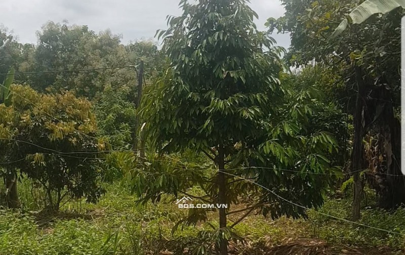 093303276 1.8 ha, tại quảng hiệp, cumgar, đường 6m, mặt tiền trước đất dài 200m, đường quy hoạch 8M 100tr/sào