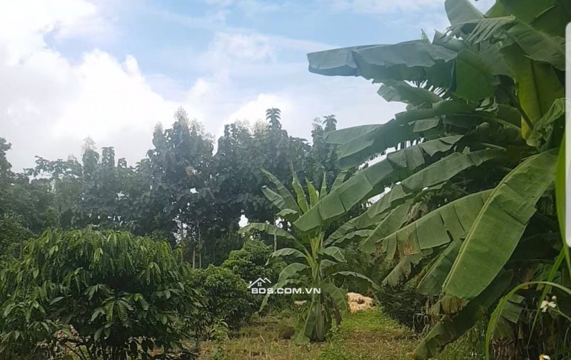 093303276 1.8 ha, tại quảng hiệp, cumgar, đường 6m, mặt tiền trước đất dài 200m, đường quy hoạch 8M 100tr/sào