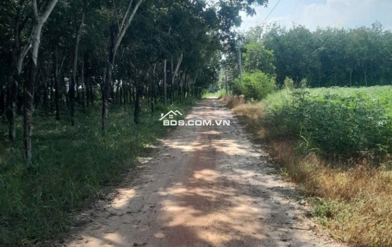 Bán đất xã Minh Hòa view Hồ Dầu Tiếng Bình Dương giá 47 tỷ