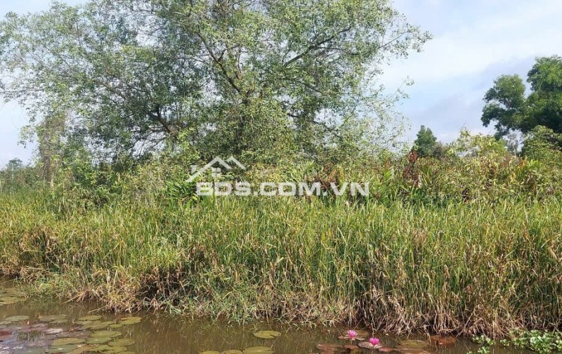 Rẻ Như Cho 3tr/m2.  Bán. Đất CLN TP.Thủ Đức ( Q.9 cũ )
