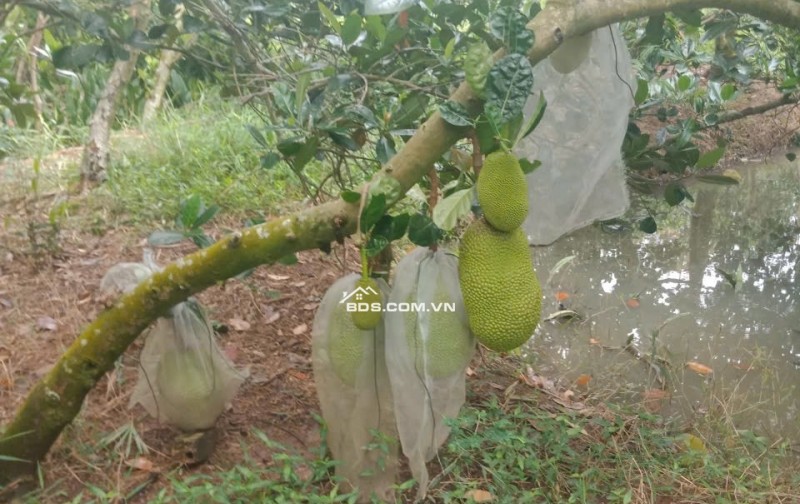 Bán 3,7 công mít thái đang cho trái kv Đông Hòa Hiệp, Cái Bè, TG