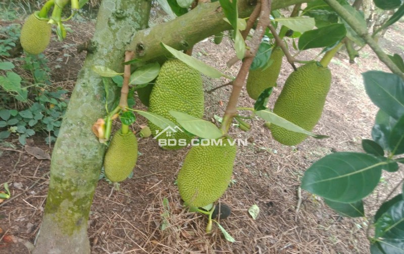 Bán 3,7 công mít thái đang cho trái kv Đông Hòa Hiệp, Cái Bè, TG