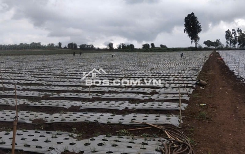 Chính chủ bán 13.000m² đất Tu Tra – Đơn Dương, vị trí đẹp, 2 mặt đường bê tông