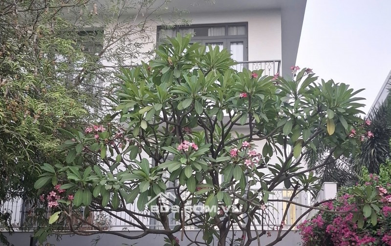 Bán nhà mặt tiền D17 Phước Long B Tp Thủ Đức giá 22,5 tỷ