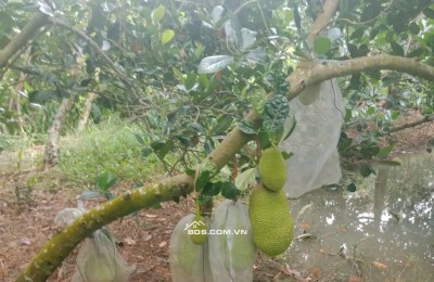 Bán 3,7 công mít thái đang cho trái kv Đông Hòa Hiệp, Cái Bè, TG