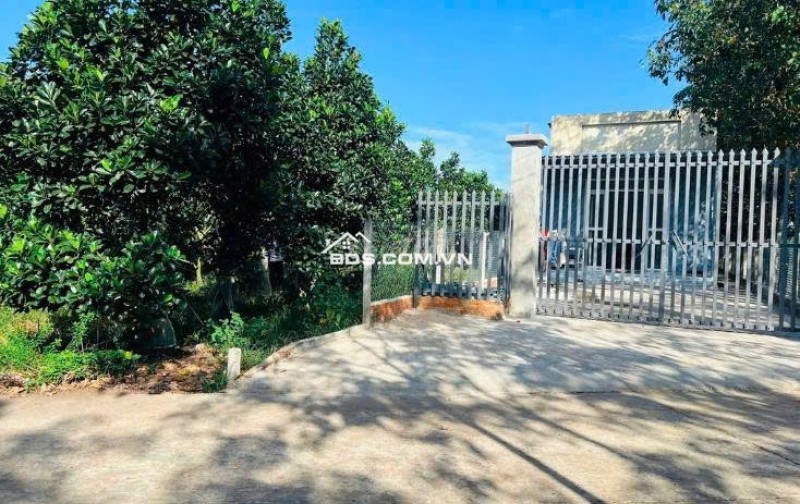 Chủ cần tiền bán vườn mít thổ cư đang thu hoạch Xã Phước Thành HCM - giá 350tr sổ sẵn